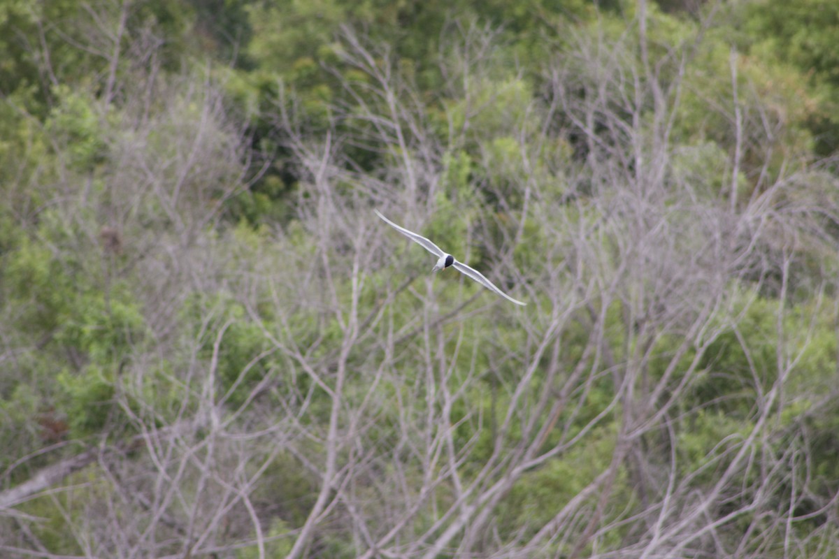 Forster's Tern - ML446350571