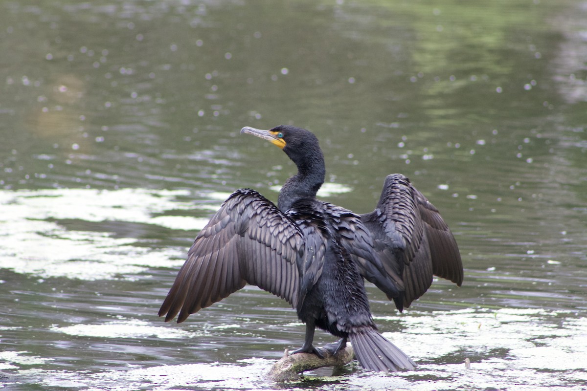 Double-crested Cormorant - ML446350761