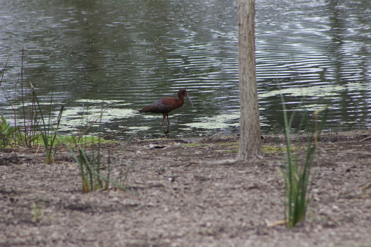 White-faced Ibis - Caitlin Eldridge