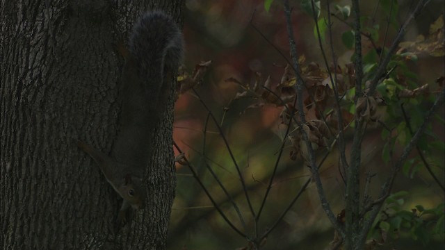 eastern gray squirrel - ML446354