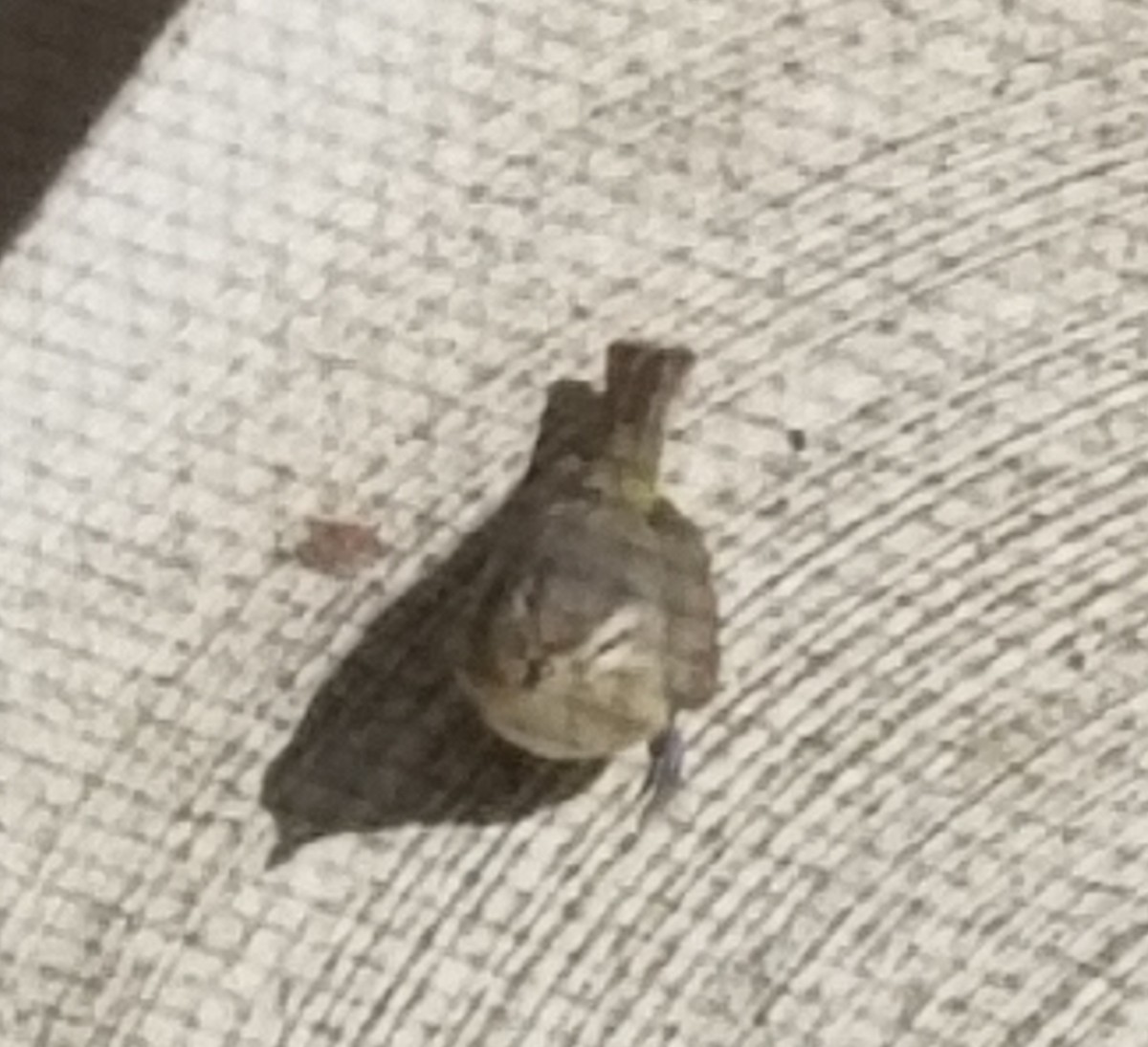 Western Warbling Vireo - ML446354101