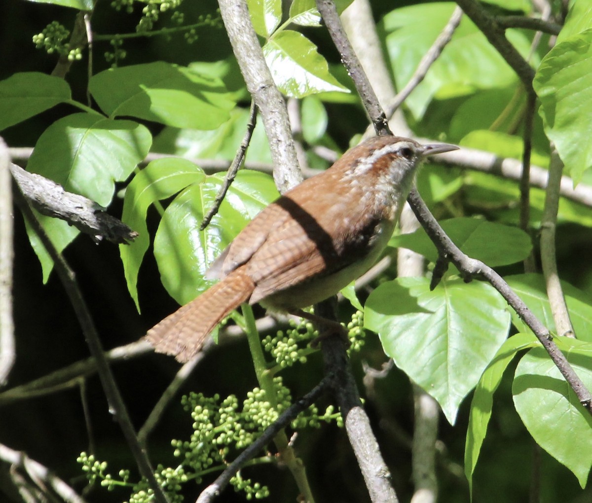 Carolina Wren - ML446354551