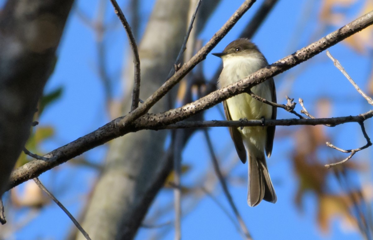 Eastern Phoebe - ML44635471