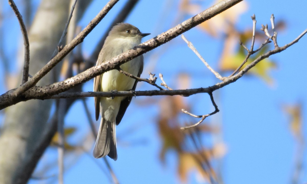 Eastern Phoebe - ML44635481