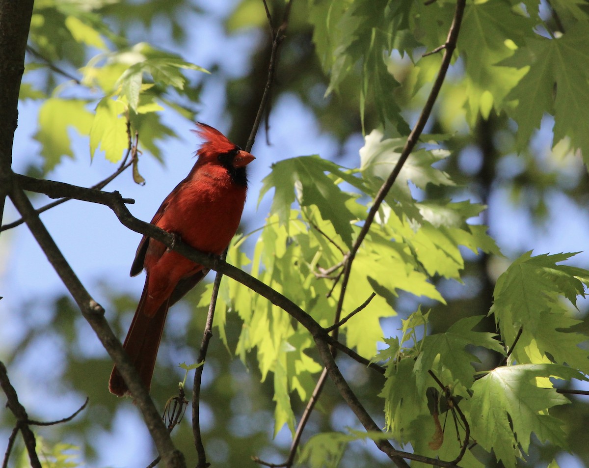 Northern Cardinal - ML446354881