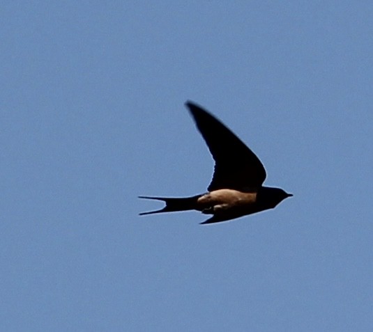 Barn Swallow - ML446355091