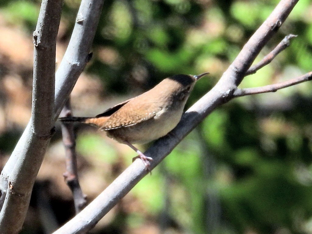 Northern House Wren - ML446355621