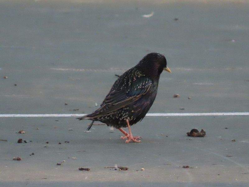 European Starling - ML446357031