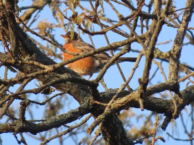 American Robin - ML446357231