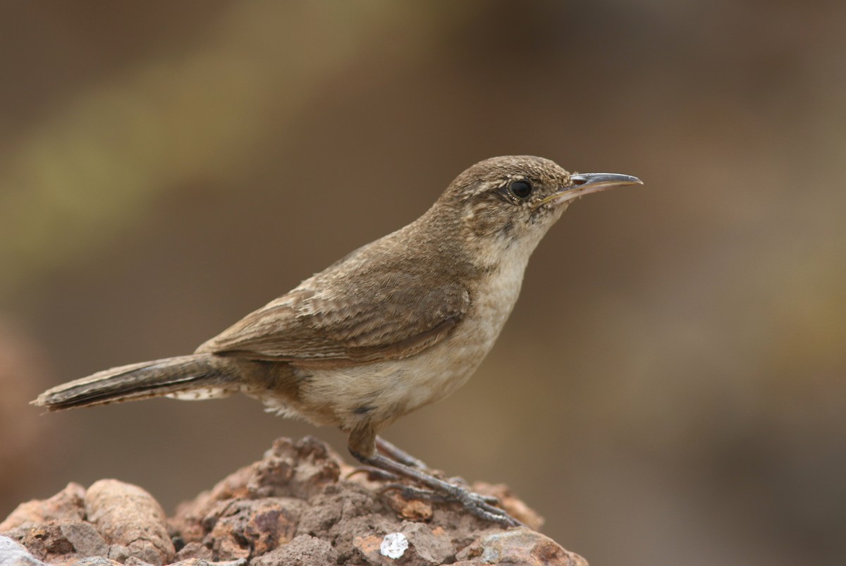 Chochín de Clarión - ML446357271