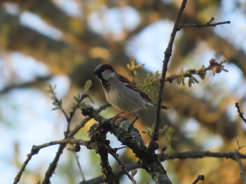 House Sparrow - ML446357371