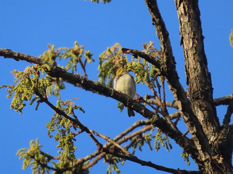 Black-throated Green Warbler - ML446357511