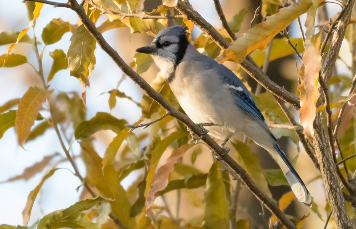 Blue Jay - ML44635761
