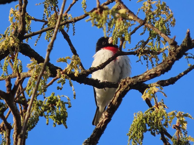 Picogrueso Pechirrosado - ML446357631