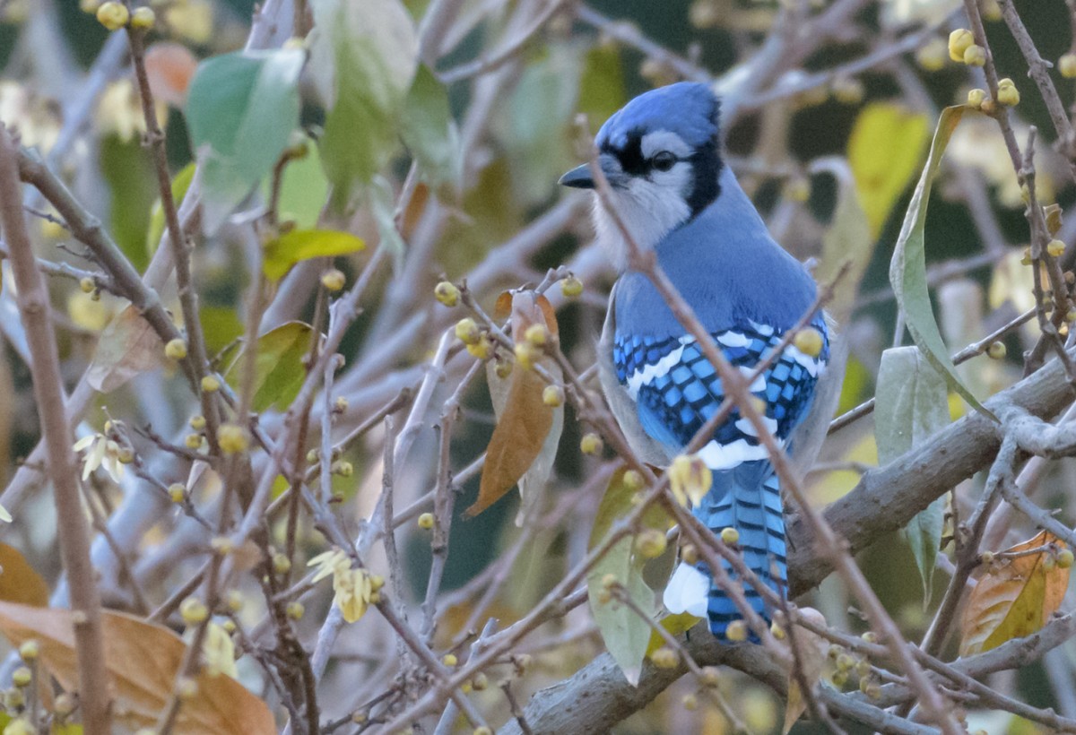 Blue Jay - ML44635771