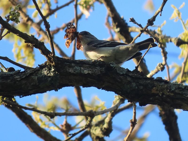 Hellbauch-Schnäppertyrann - ML446357811