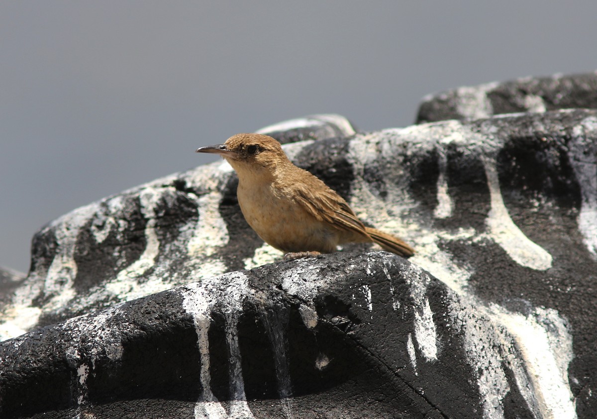 Clarion Wren - Amy McAndrews