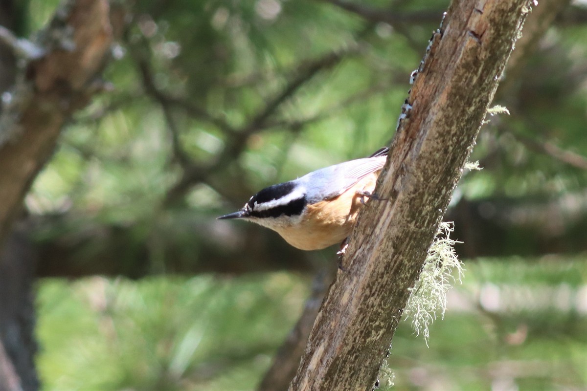 ムネアカゴジュウカラ - ML446359271