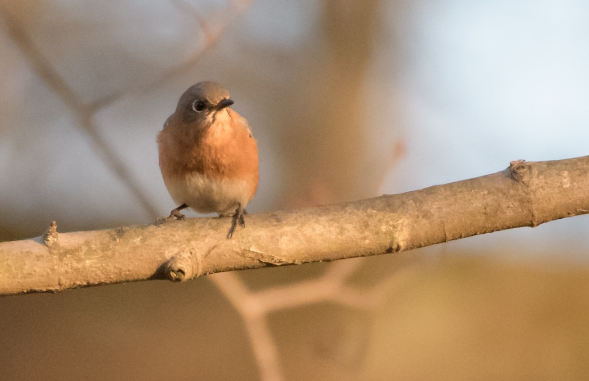 Eastern Bluebird - ML44636011