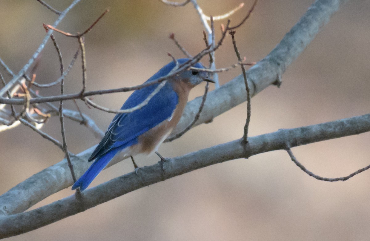 Eastern Bluebird - ML44636021