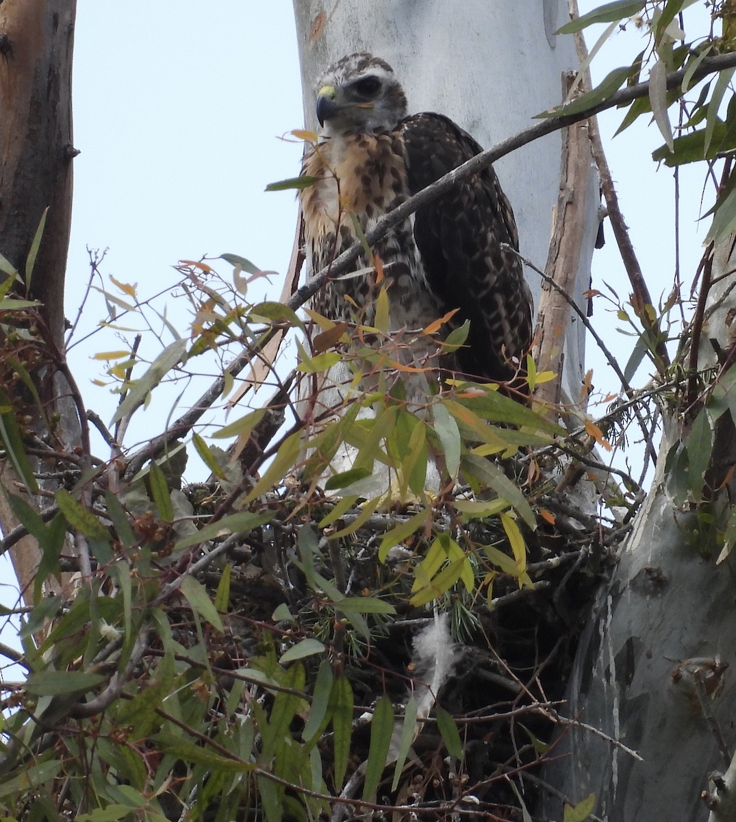 rødstjertvåk - ML446361101