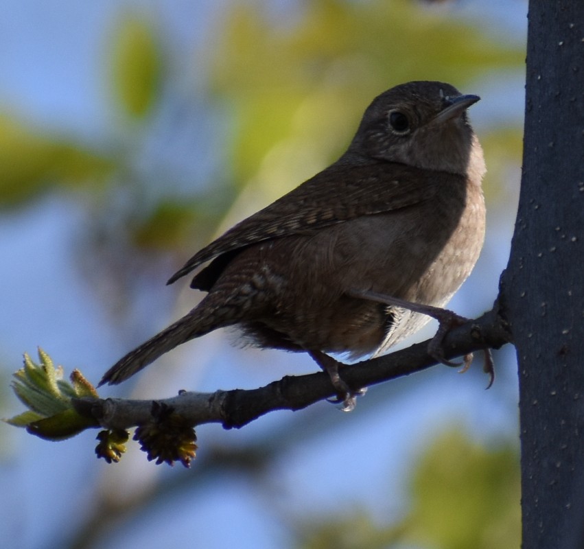 House Wren - Regis Fortin