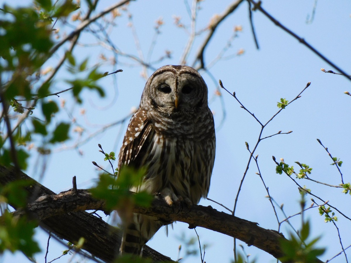 Barred Owl - ML446364581