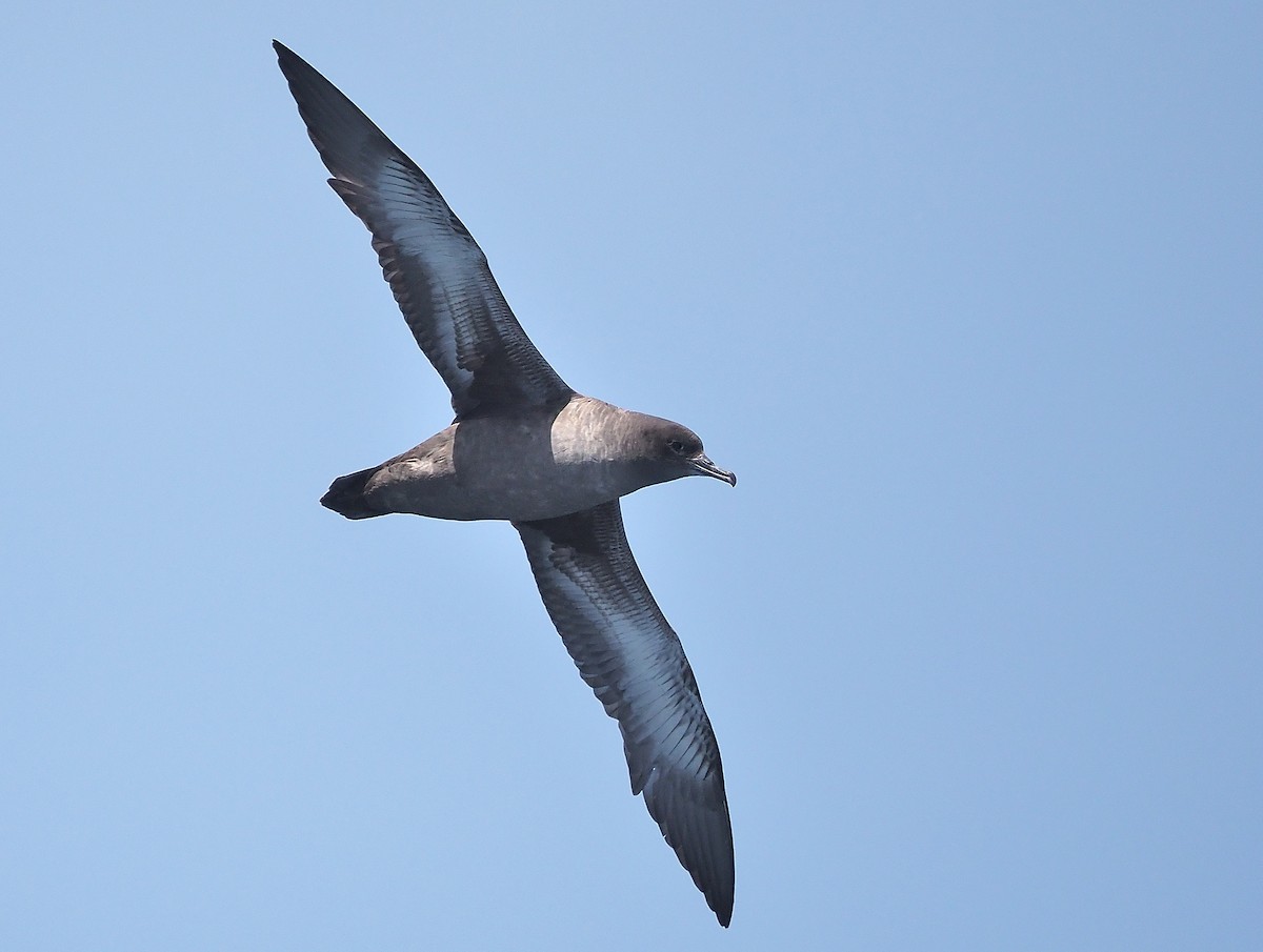 Sooty Shearwater - ML446367111