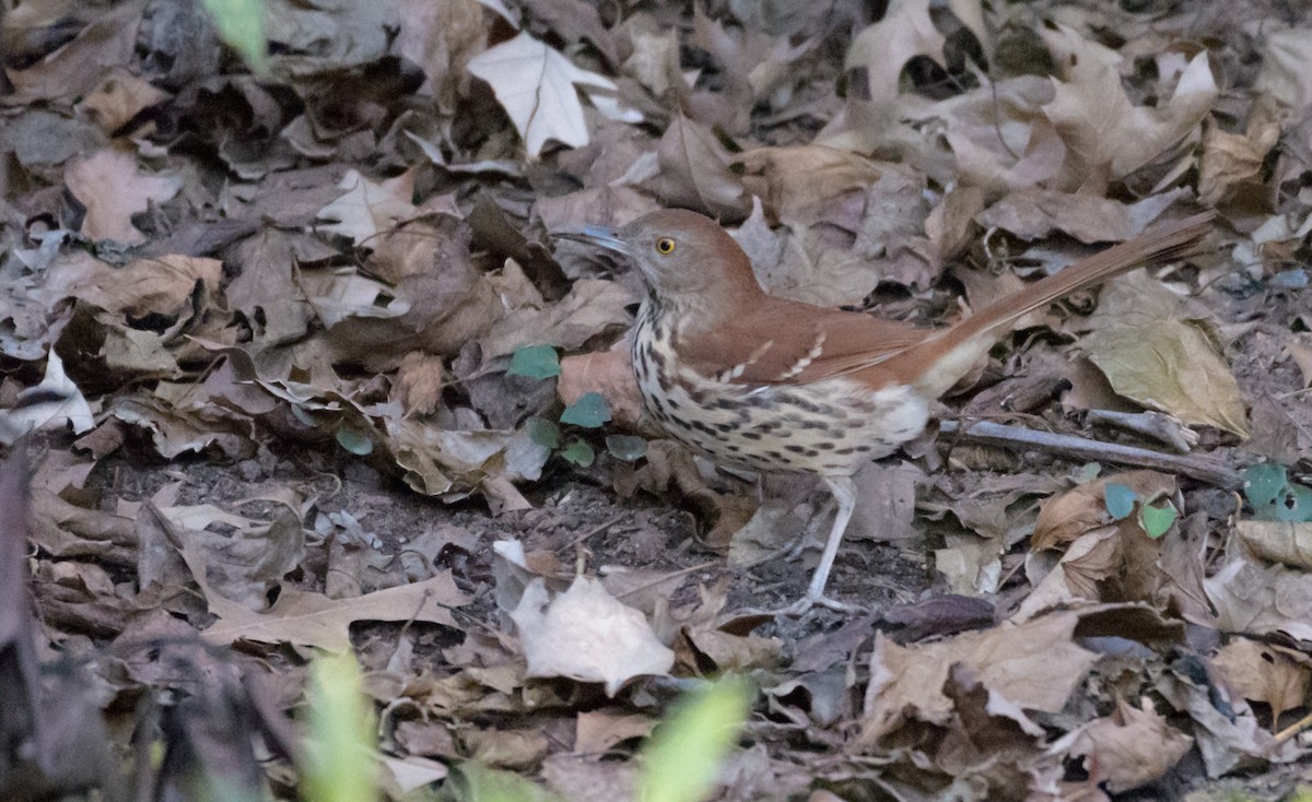 Brown Thrasher - ML44636751