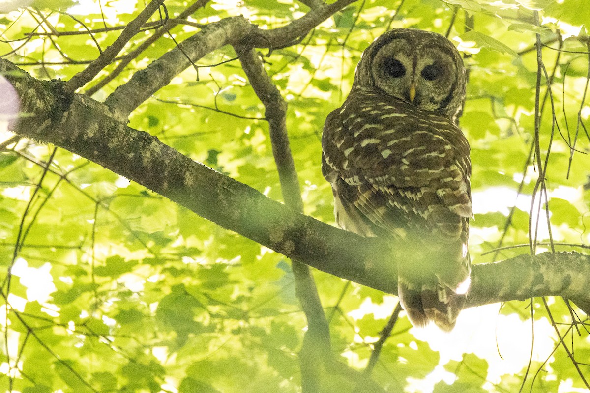 Barred Owl - ML446367651