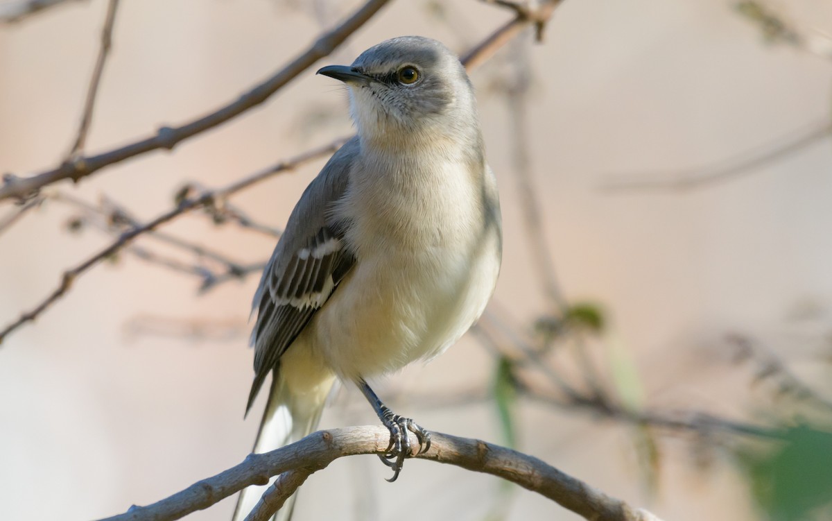 Northern Mockingbird - ML44636891