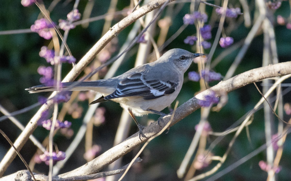 Northern Mockingbird - ML44636901