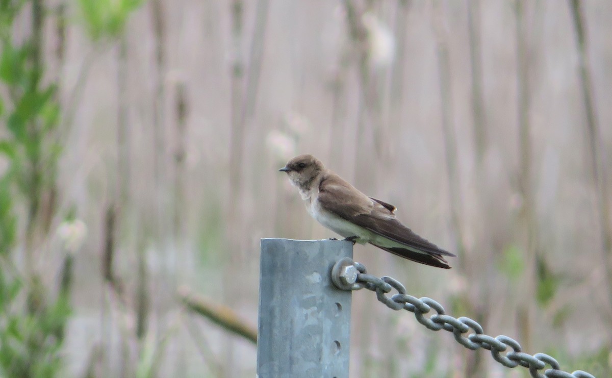 Hirondelle à ailes hérissées - ML446370231