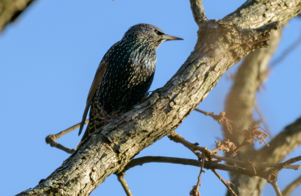 European Starling - ML44637071