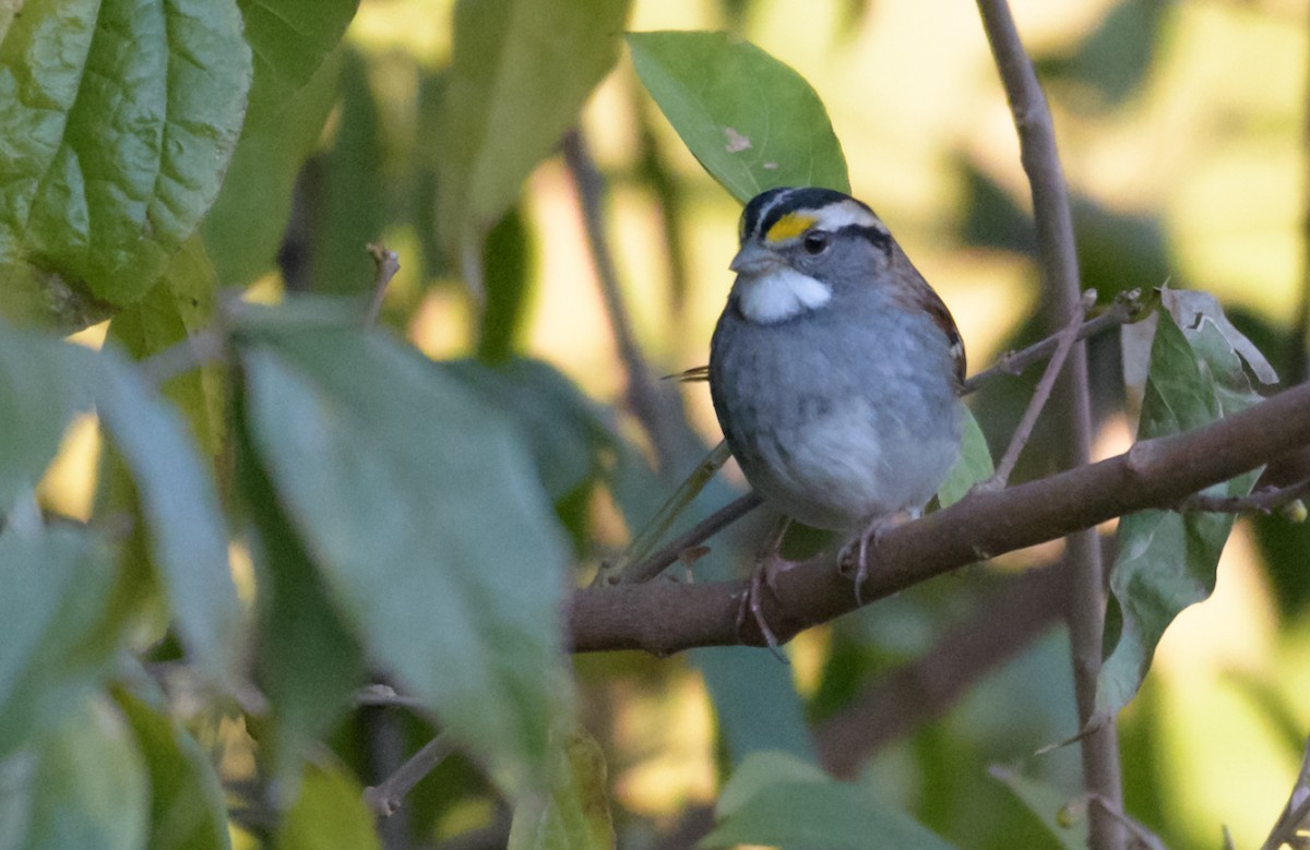 White-throated Sparrow - ML44637241