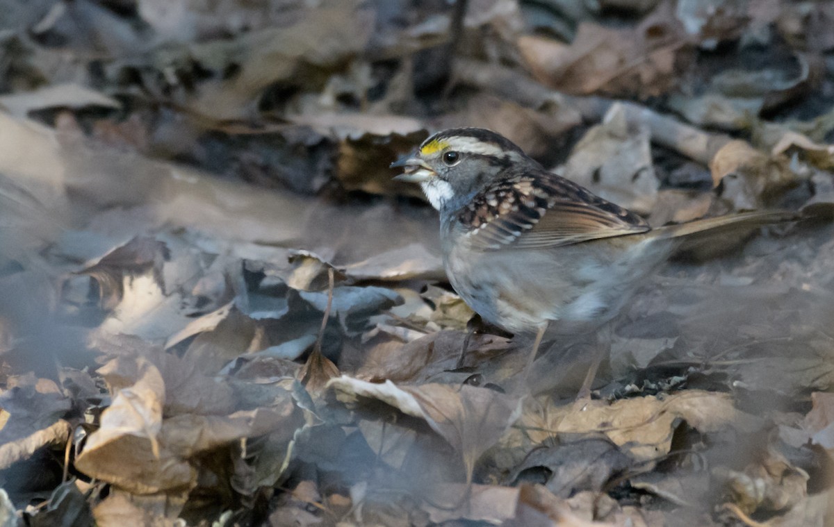 White-throated Sparrow - ML44637251