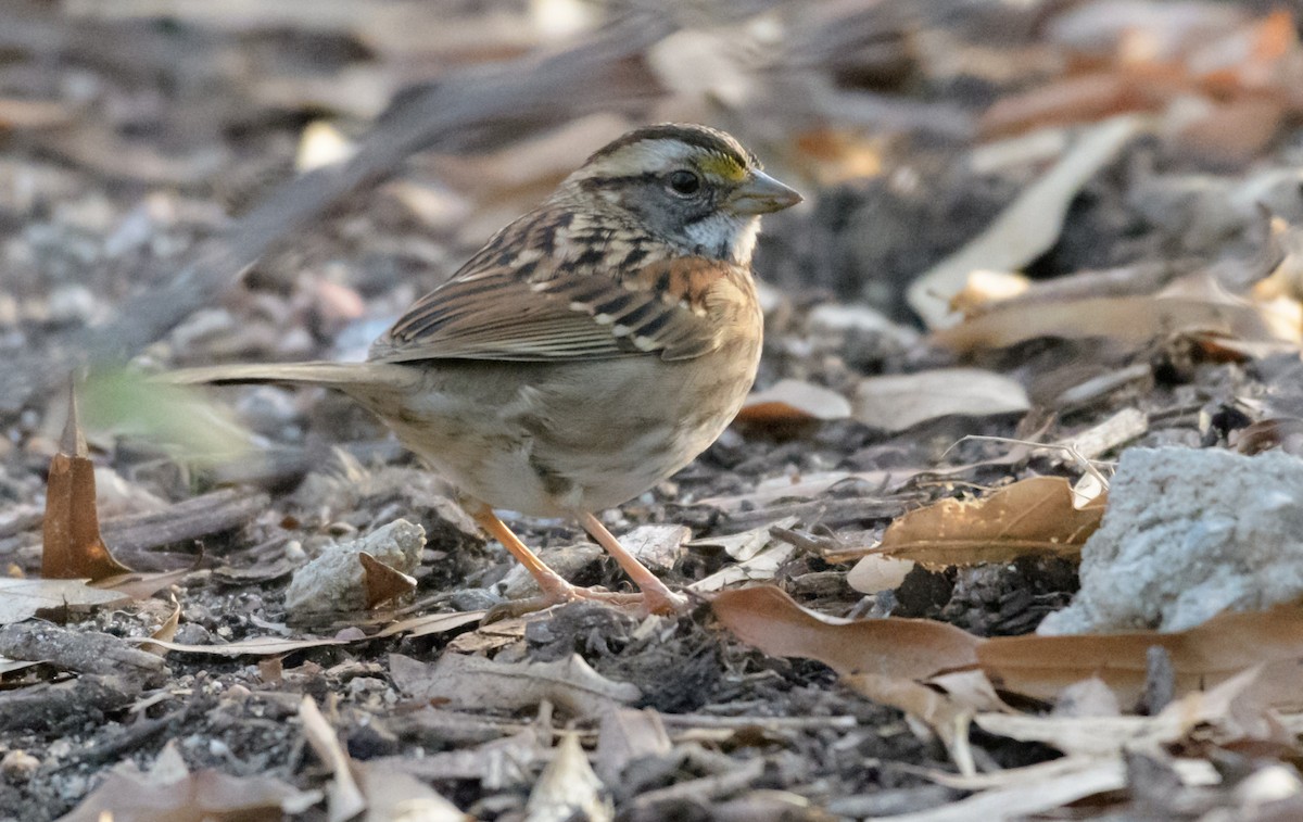 White-throated Sparrow - ML44637261