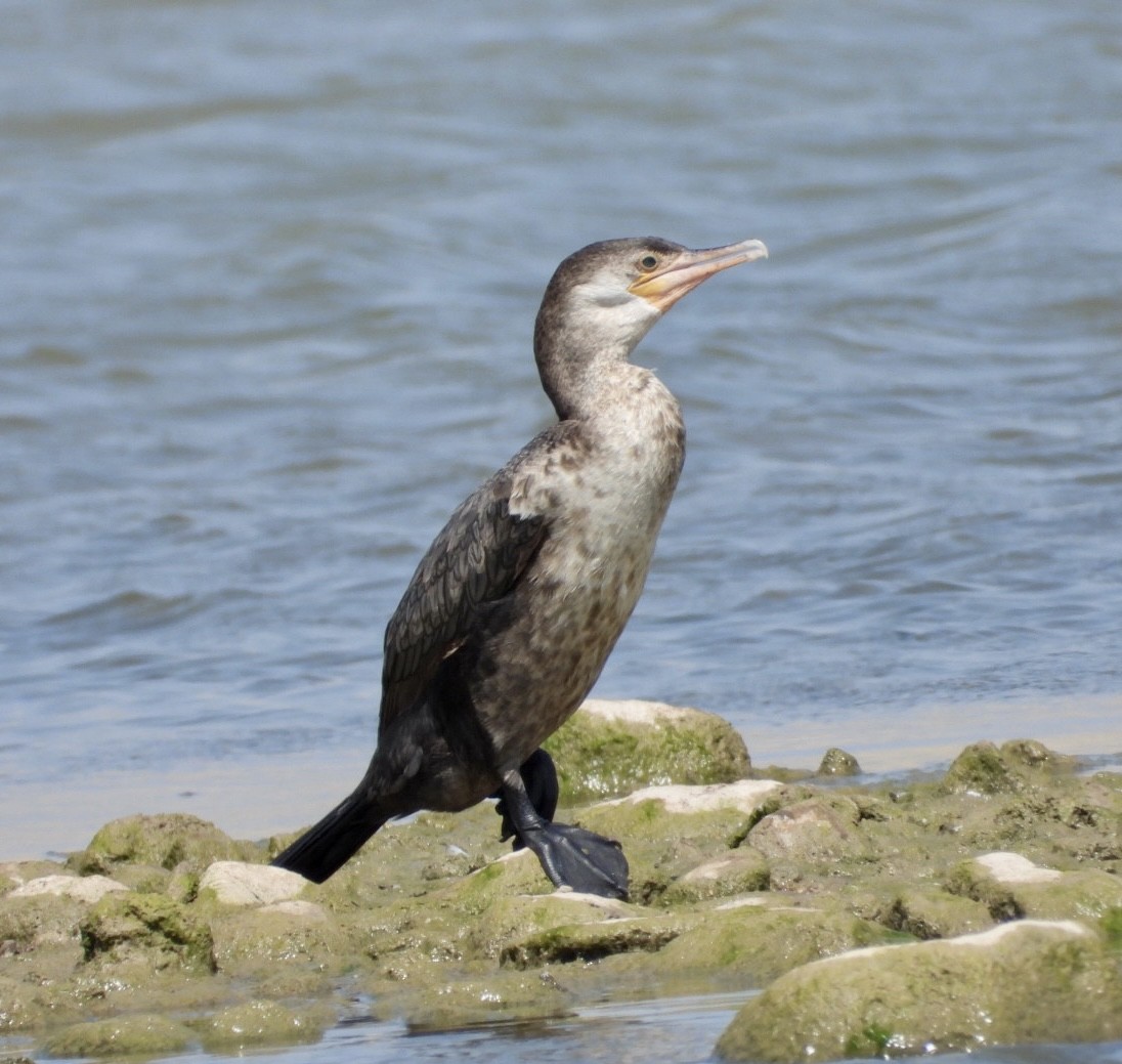 Neotropic Cormorant - ML446373461