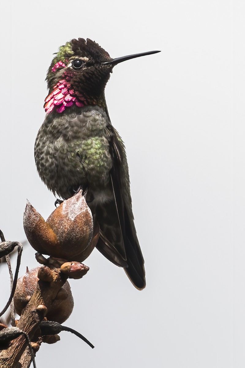 Anna's Hummingbird - ML446374231