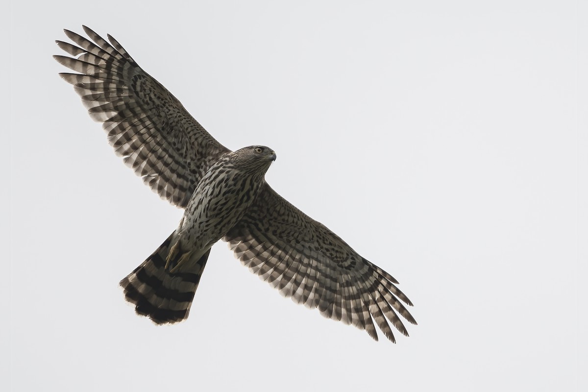 Cooper's Hawk - ML446374331