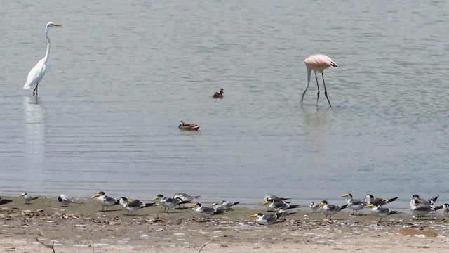 Large-billed Tern - ML446375781