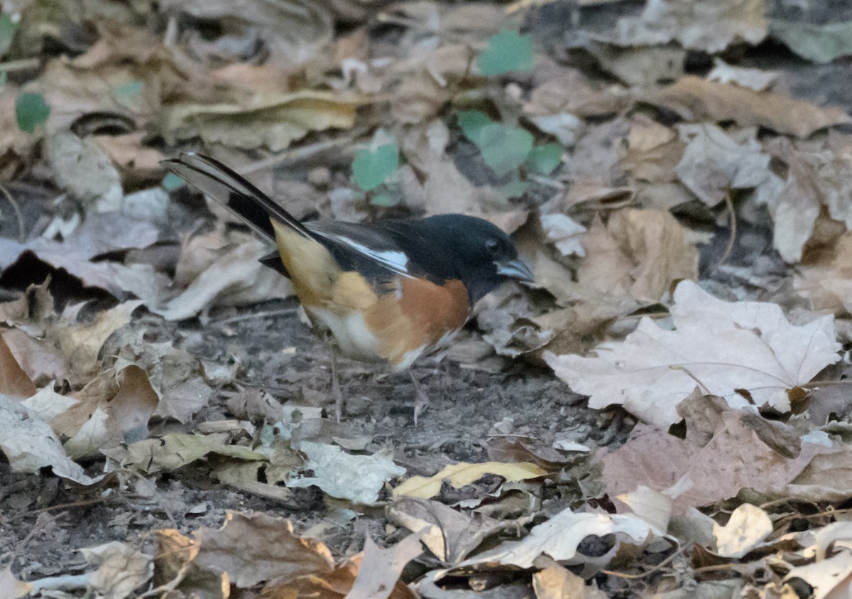 Eastern Towhee - ML44637581