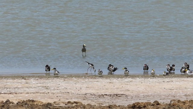 Large-billed Tern - ML446375901