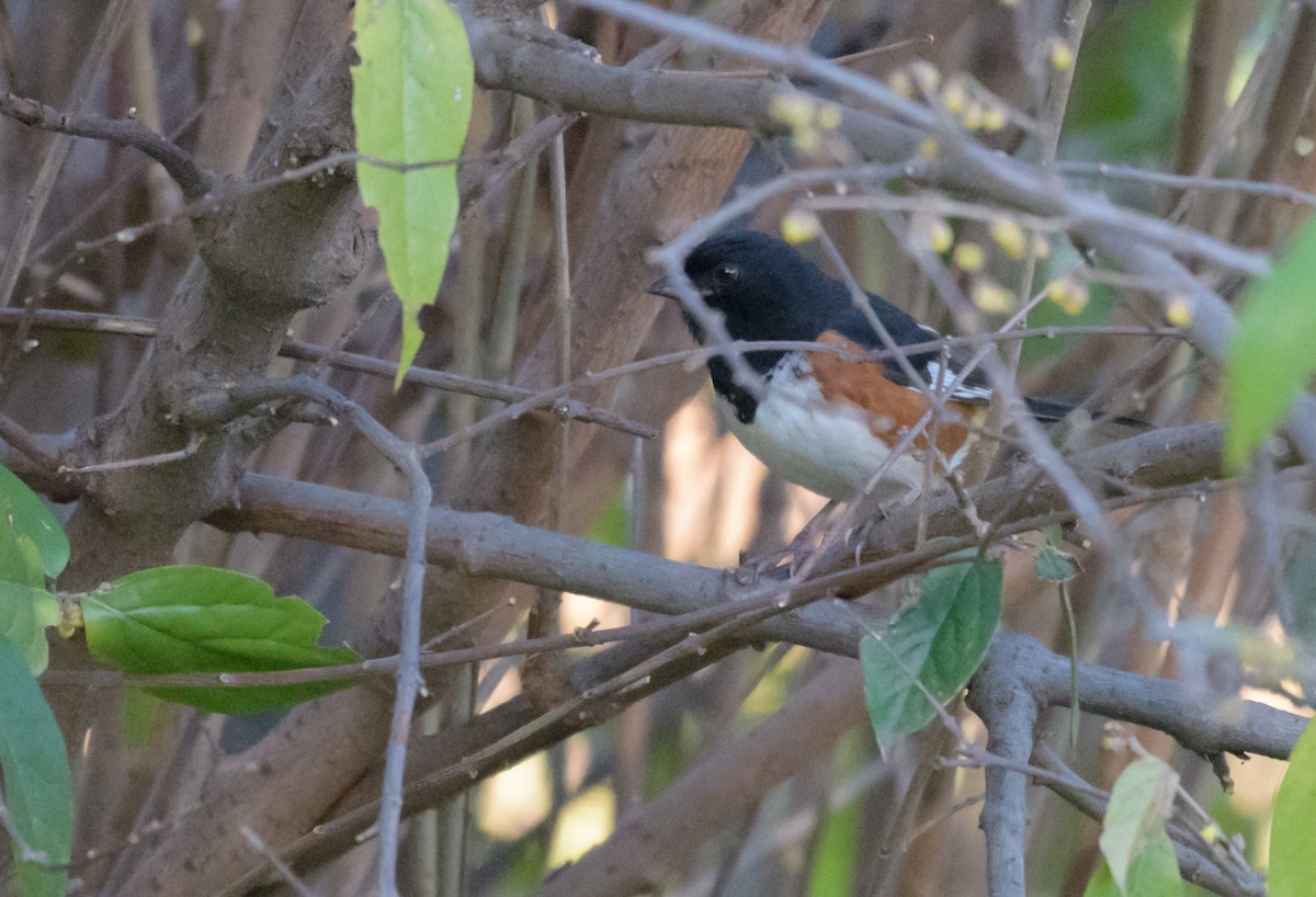 Eastern Towhee - ML44637591