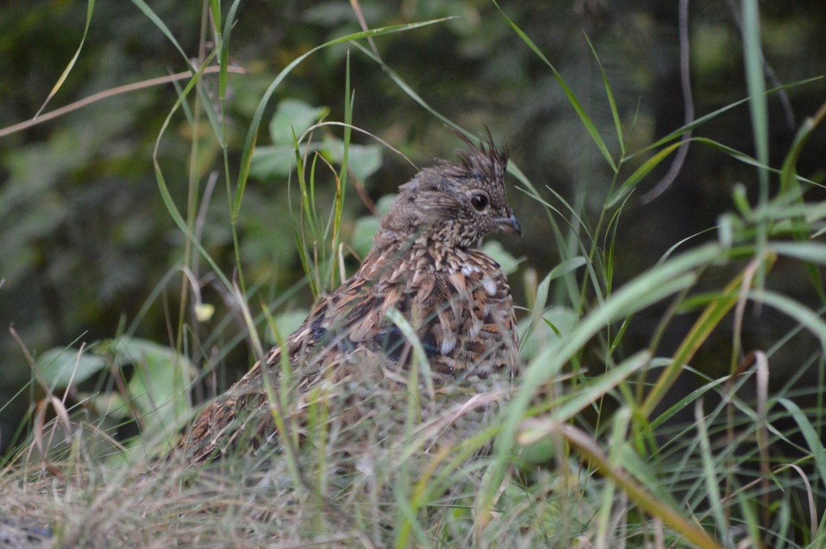 Ruffed Grouse - ML44637761