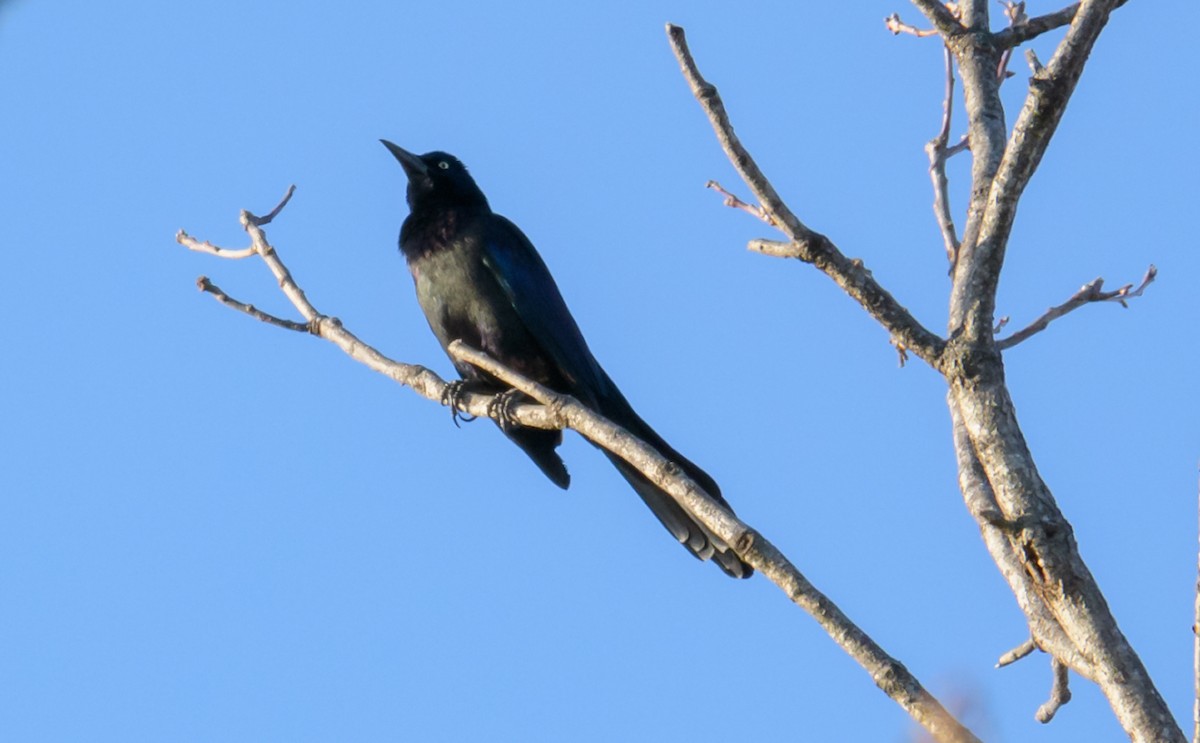 Common Grackle - ML44637811