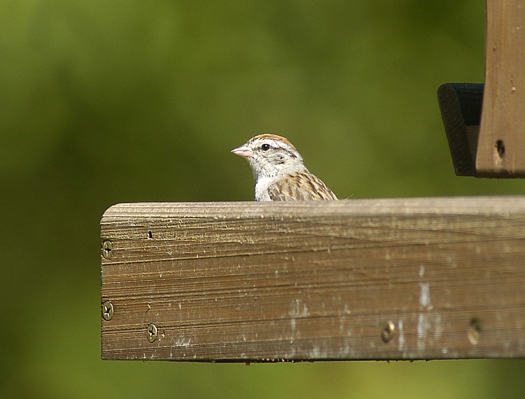 Chipping Sparrow - ML44637831