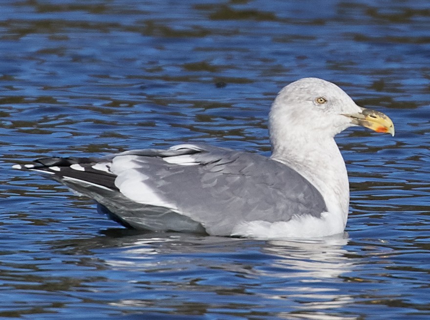 Western Gull - ML44637921