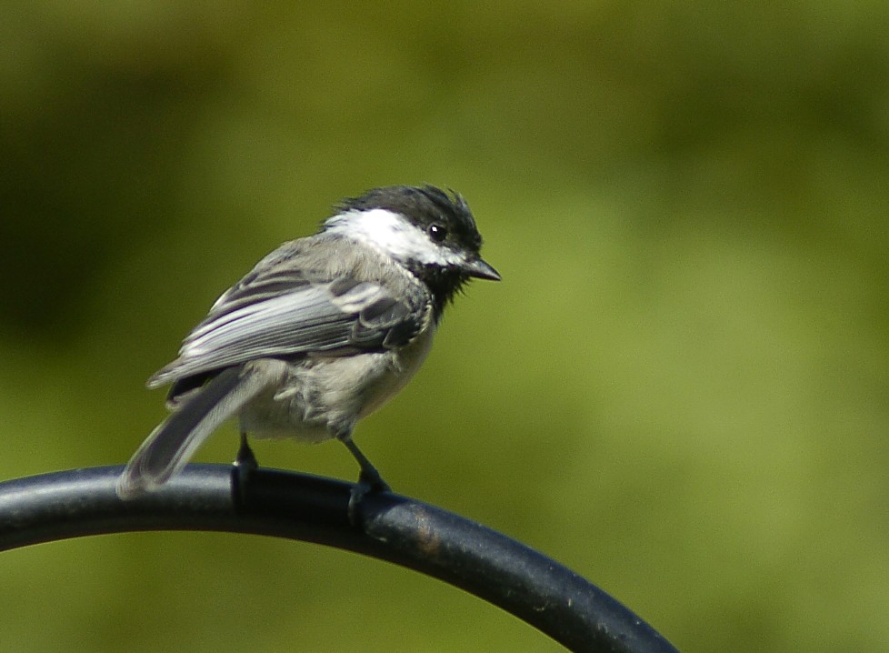 Black-capped Chickadee - Jerry Ting