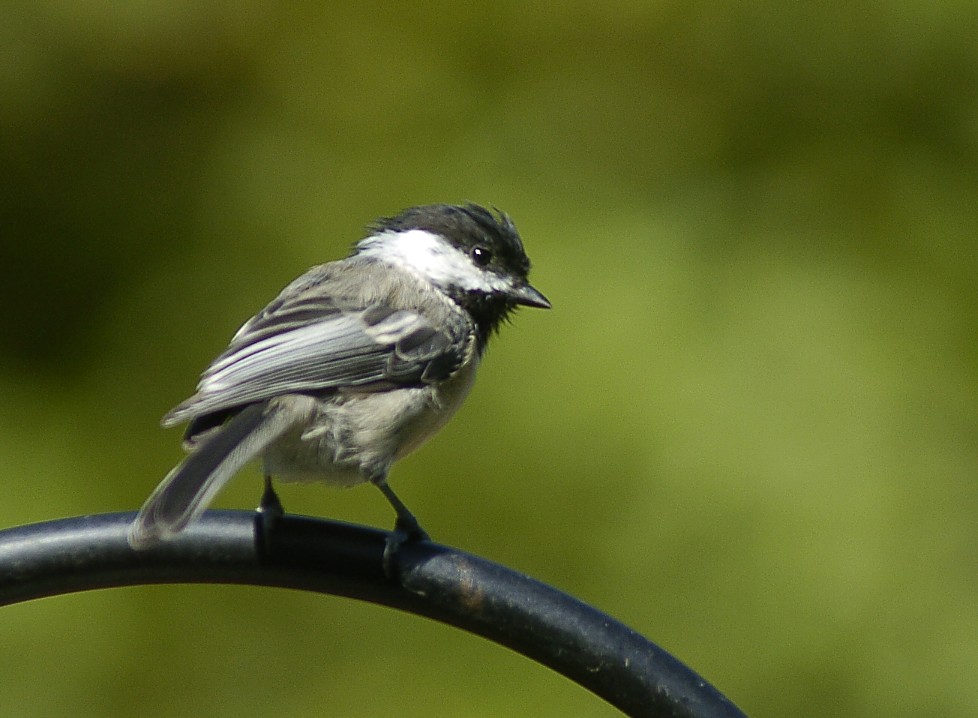 Black-capped Chickadee - ML44637951